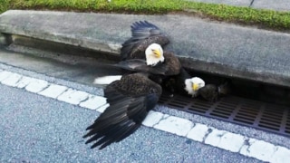 Bald eagles get trapped in sewer drain, draw comparisons to current state of America Bald eagles get trapped in sewer drain, draw comparisons to current state of America