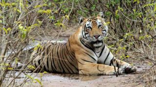 Over a Third of Protected Areas in Asia Severely at Risk of Losing Tigers: Study Over a Third of Protected Areas in Asia Severely at Risk of Losing Tigers: Study