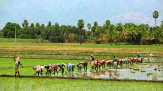 Bhartiya Kisan Union slams demonetisation, says farmers not getting cash Bhartiya Kisan Union slams demonetisation, says farmers not getting cash