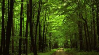 Bihar's Dharhara Village Celebrates Birth of Girls by Planting Trees Bihar's Dharhara Village Celebrates Birth of Girls by Planting Trees