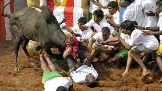 Jallikattu supporters hold agitations, 149 held Jallikattu supporters hold agitations, 149 held