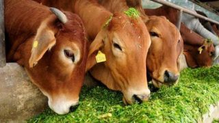 Jharkhand: Principal cooks 'beef' in school for personal consumption, arrested along with supplier Jharkhand: Principal cooks 'beef' in school for personal consumption, arrested along with supplier