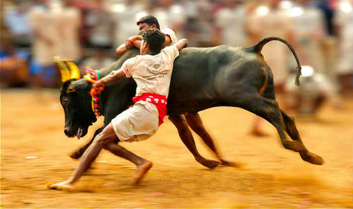 Image result for jallikattu images