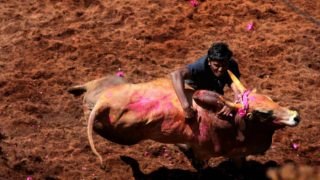 Jallikattu Organised in Madurai; One Lakh People Expected to Witness Bull Taming Sport in Palamedu, Allanganallur and Avanipuram Jallikattu Organised in Madurai; One Lakh People Expected to Witness Bull Taming Sport in Palamedu, Allanganallur and Avanipuram