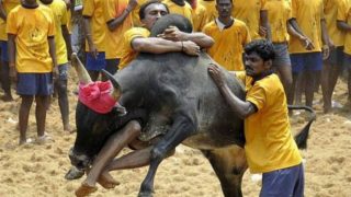 Jallikattu: What is the History, Significance & Meaning of Tamil Nadu’s Eruthazhuvuthal or Bull Taming Pongal event? Jallikattu: What is the History, Significance & Meaning of Tamil Nadu’s Eruthazhuvuthal or Bull Taming Pongal event?