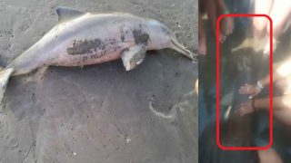 Baby Dolphin dies because of people’s selfie obsession once again! Watch tragic video