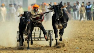 36 injured in Jallikattu event at Avanipuram 36 injured in Jallikattu event at Avanipuram