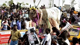 Jallikattu dragged to Supreme Court again, petition filed against Tamil Nadu's new law Jallikattu dragged to Supreme Court again, petition filed against Tamil Nadu's new law