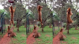 Tiger jumps to catch meat, filmed in slow-motion! This big cat jump is most adrenaline-rushing video on the internet Tiger jumps to catch meat, filmed in slow-motion! This big cat jump is most adrenaline-rushing video on the internet