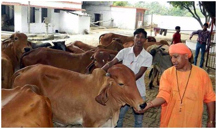 Image result for yogi with cow