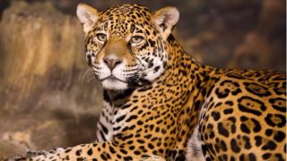 Madhya Pradesh: Leopard Kills, Eats Two Children in 6 Hours in Chhindwara Madhya Pradesh: Leopard Kills, Eats Two Children in 6 Hours in Chhindwara