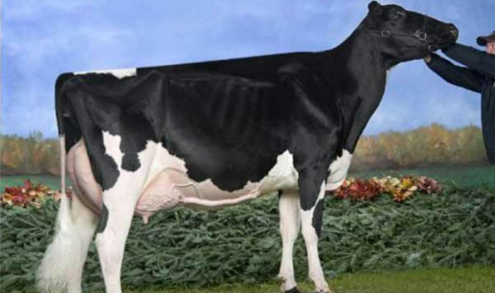 meet-missy-the-world-s-most-valuable-cow