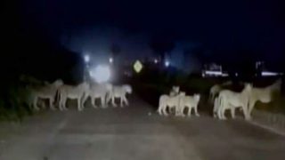 Pride of lions block highway in Gujarat, watch video Pride of lions block highway in Gujarat, watch video