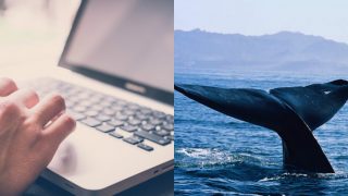 Blue Whale Challenge: CBSE Issues Guidelines For Safe Internet Usage Blue Whale Challenge: CBSE Issues Guidelines For Safe Internet Usage