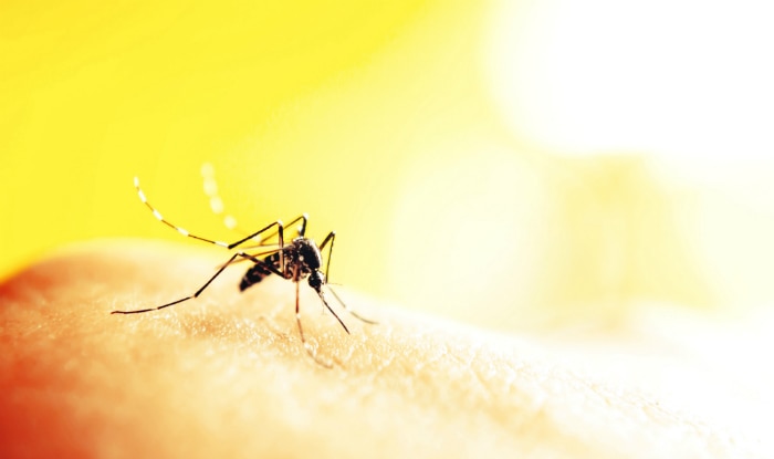 hiv and the world of malaria Although caused by vastly different pathogens, the world’s three most serious infectious diseases, tuberculosis, malaria and hiv-1 infection, share the common problem of drug resistance the pace of drug development has been very slow for tuberculosis and malaria and rapid for hiv-1 but for each. hiv and the world of malaria Although caused by vastly different pathogens, the world’s three most serious infectious diseases, tuberculosis, malaria and hiv-1 infection, share the common problem of drug resistance the pace of drug development has been very slow for tuberculosis and malaria and rapid for hiv-1 but for each.