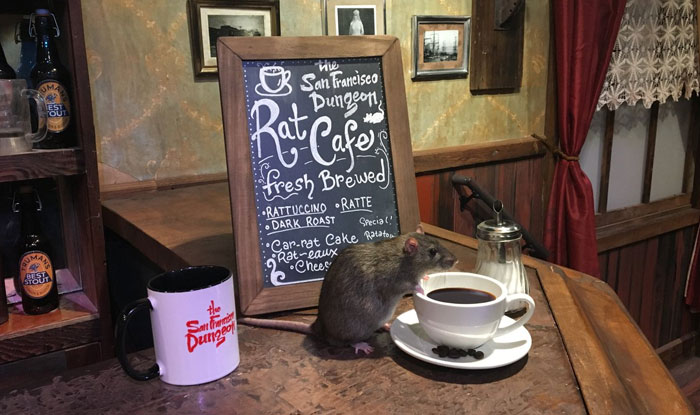 Rat Café: Coming Soon to a Pop-Up Store Near You