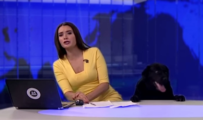 Excited dog interrupts Russian news broadcast, clip goes viral Excited dog interrupts Russian news broadcast, clip goes viral