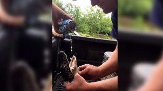 Baby Alligator forced to drink beer by two South Carolina men, social media and officials outraged by their barbaric act! Baby Alligator forced to drink beer by two South Carolina men, social media and officials outraged by their barbaric act!