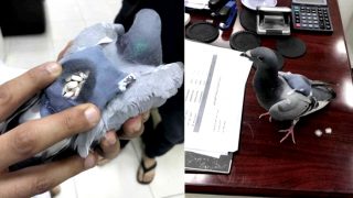 Pigeon smuggling drugs caught by Kuwaiti police Pigeon smuggling drugs caught by Kuwaiti police