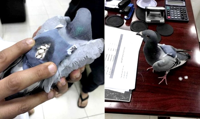 Pigeon caught carrying backpack full of drugs