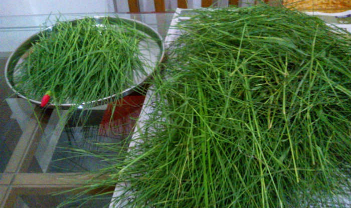 Image result for durva grass