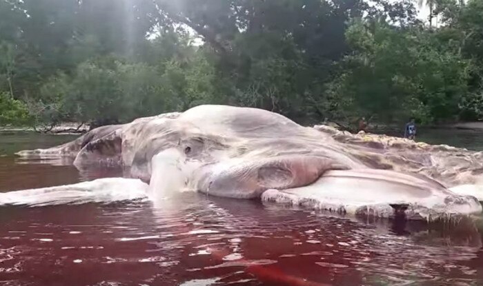 Indonesia Sea Creature Washed Up on Beach Identified