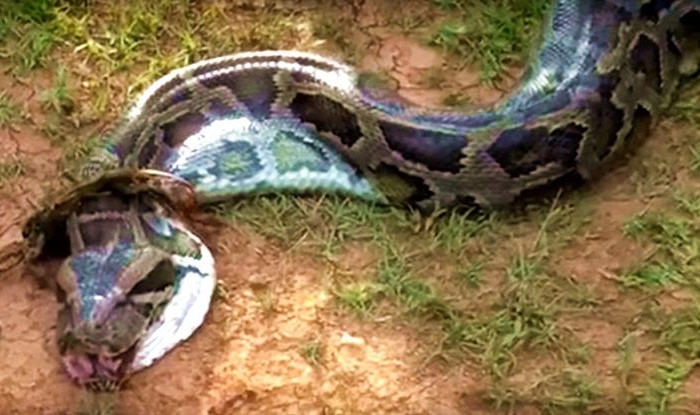 23-foot python swallows woman whole as she tends to her garden 23-foot python swallows woman whole as she tends to her garden
