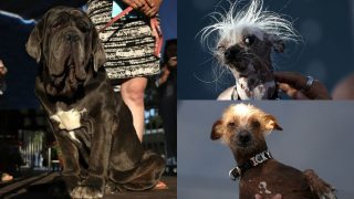 World’s Ugliest Dog 2017 is Martha: See pics of Neapolitan Mastiff winner along with other ugly dogs in competition World’s Ugliest Dog 2017 is Martha: See pics of Neapolitan Mastiff winner along with other ugly dogs in competition