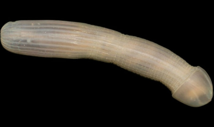 [Image: penis-shaped-peanut-worm.jpg]