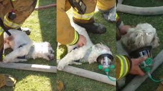 Firemen Rescued a Puppy From a Burning House in California! The Heartwarming Video Will Restore Your Faith in Humanity! Firemen Rescued a Puppy From a Burning House in California! The Heartwarming Video Will Restore Your Faith in Humanity!