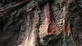 China's Dinosaur Fossil Wall in Chongqing May be the World's Biggest Jurassic Site, Say Scientists China's Dinosaur Fossil Wall in Chongqing May be the World's Biggest Jurassic Site, Say Scientists