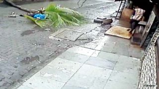 Mumbai: Tree Falls on Former Doordarshan Anchor; Husband Blames BMC Mumbai: Tree Falls on Former Doordarshan Anchor; Husband Blames BMC