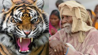 Aged Parents Sent in Forests as Tiger Prey in Uttar Pradesh Villages to Claim Huge Govt Compensation Aged Parents Sent in Forests as Tiger Prey in Uttar Pradesh Villages to Claim Huge Govt Compensation