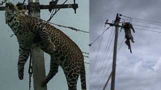 Leopard Gets Electrocuted in Telangana! Shocking Pictures of Dead Wild Animal Hanging From Electric Pole go Viral Leopard Gets Electrocuted in Telangana! Shocking Pictures of Dead Wild Animal Hanging From Electric Pole go Viral