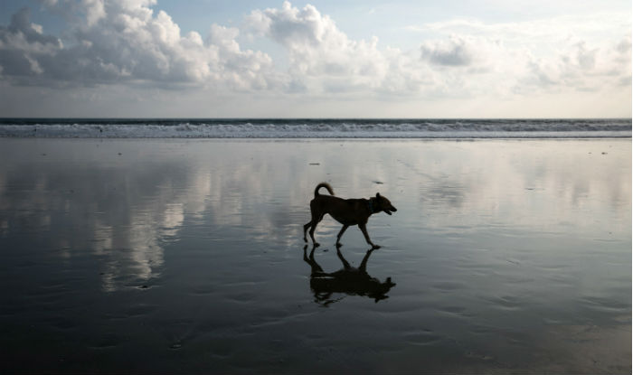 Kerala to curb the stray dog menace by opening dog zoos