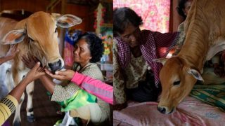 Bizarre! Cambodian Woman Khim Hang Marries Calf; Believes it is Her Reincarnated Husband! Bizarre! Cambodian Woman Khim Hang Marries Calf; Believes it is Her Reincarnated Husband!