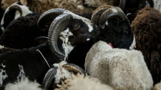 Why Animals Are Sacrificed on Eid al-Adha And Other Facts Why Animals Are Sacrificed on Eid al-Adha And Other Facts
