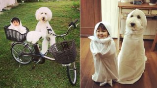 11 Pictures of the Japanese Toddler Girl and her Pet Giant Poodle are a Pure Joy 11 Pictures of the Japanese Toddler Girl and her Pet Giant Poodle are a Pure Joy