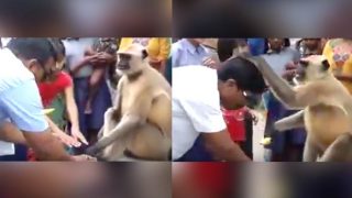 This Monkey Is The New Godman In Town, Better Trust Him Than Babas like Gurmeet Ram Rahim This Monkey Is The New Godman In Town, Better Trust Him Than Babas like Gurmeet Ram Rahim