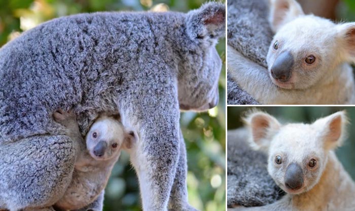 Rare white koala born in Australia zoo