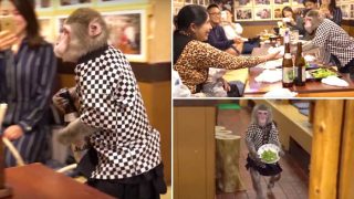 Monkeys Serve Beer To Guests At This Japanese Bar (Watch Video) Monkeys Serve Beer To Guests At This Japanese Bar (Watch Video)
