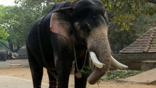 Man in Odisha Trampled to Death by Elephant While Taking Selfie Man in Odisha Trampled to Death by Elephant While Taking Selfie