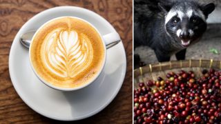 World's Most Expensive Coffee, Made From Poop Of Civet Cat, To Be Produced in India