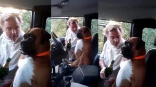 Man Giving Lessons To Dog In Drunk Driving Is The Funniest Thing On The Internet Today Man Giving Lessons To Dog In Drunk Driving Is The Funniest Thing On The Internet Today