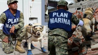 Frida The Rescue Dog Helped Rescue Children From School After Mexican Earthquake Frida The Rescue Dog Helped Rescue Children From School After Mexican Earthquake