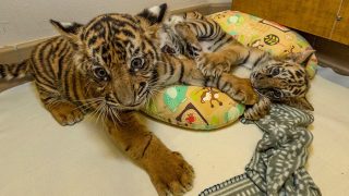 Rescued Bengal Tiger Cub And Sumatran Tiger Cub Bonds At San Diego Zoo, Watch Adorable Video Rescued Bengal Tiger Cub And Sumatran Tiger Cub Bonds At San Diego Zoo, Watch Adorable Video