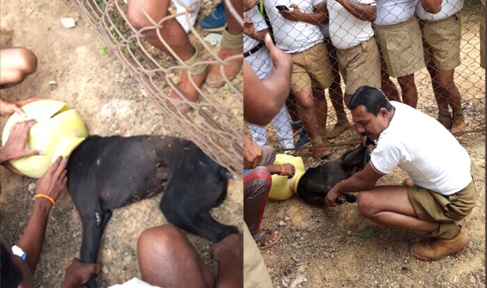 Bengaluru Police Save Stray Dog With Head Stuck In Pot, Twitterati in Praises