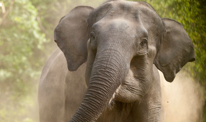 Speeding train in Assam mows down 6 elephants Speeding train in Assam mows down 6 elephants