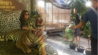 Thailand's Pattaya Zoo Attendant Pokes Tiger With Stick, Transferred After Video Goes Viral Thailand's Pattaya Zoo Attendant Pokes Tiger With Stick, Transferred After Video Goes Viral