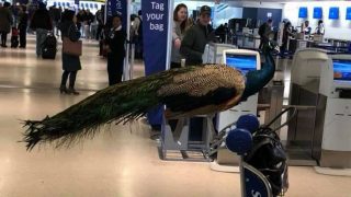 Woman Tries to Board United Airlines Flight With Her Peacock, Denied Entry (Video)